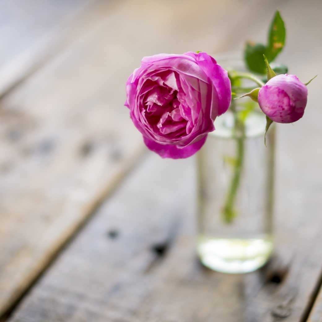 夏の生け花 長持ちする花やコツ 涼しげに見える方法 もちはだ本店